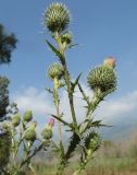 genus Cirsium