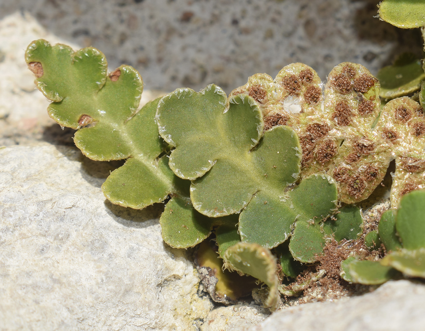 Image of Ceterach officinarum specimen.