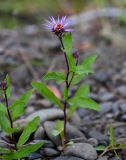 Aster sibiricus