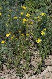 Senecio noeanus