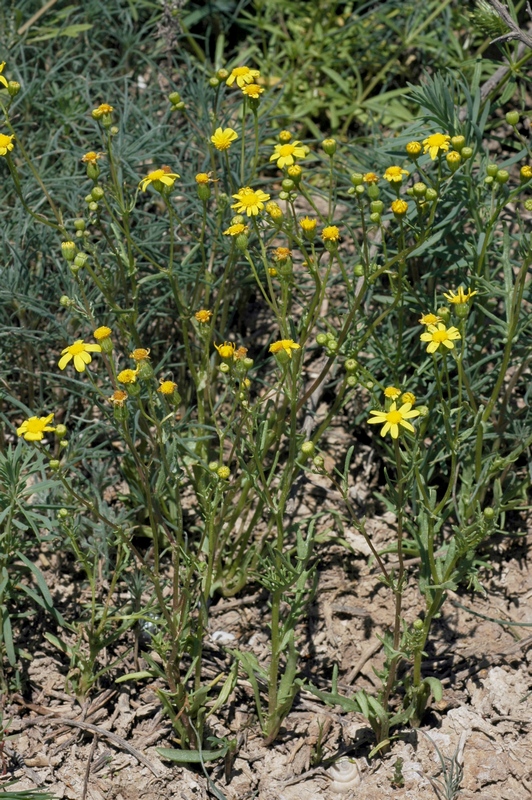 Изображение особи Senecio noeanus.