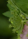 Macrosciadium physospermifolium