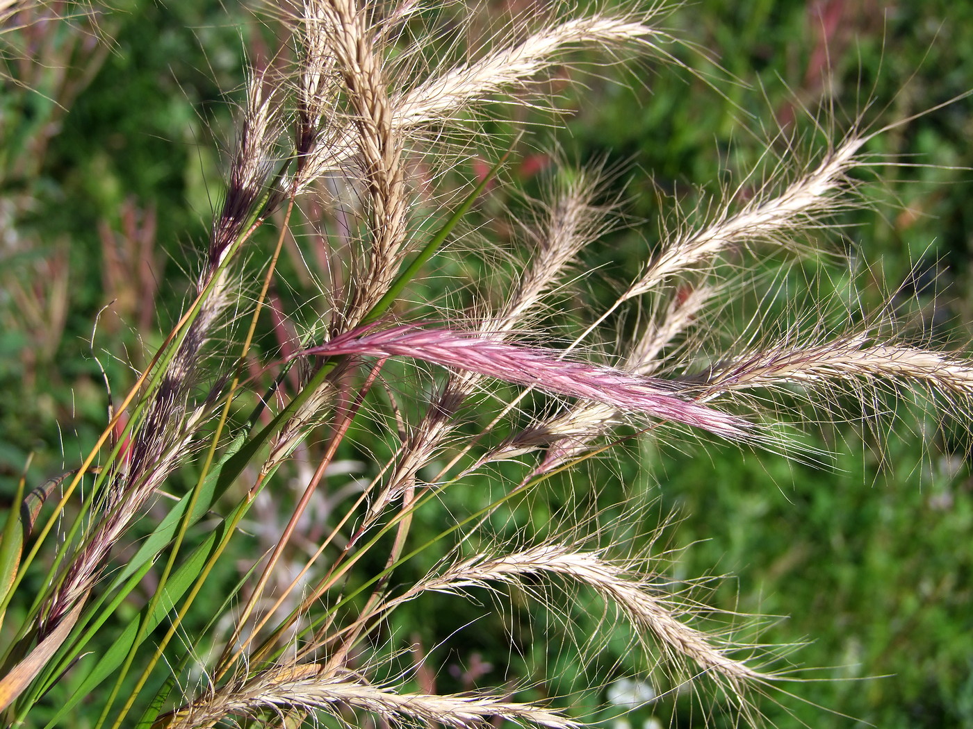 Image of × Elyhordeum arcuatum specimen.