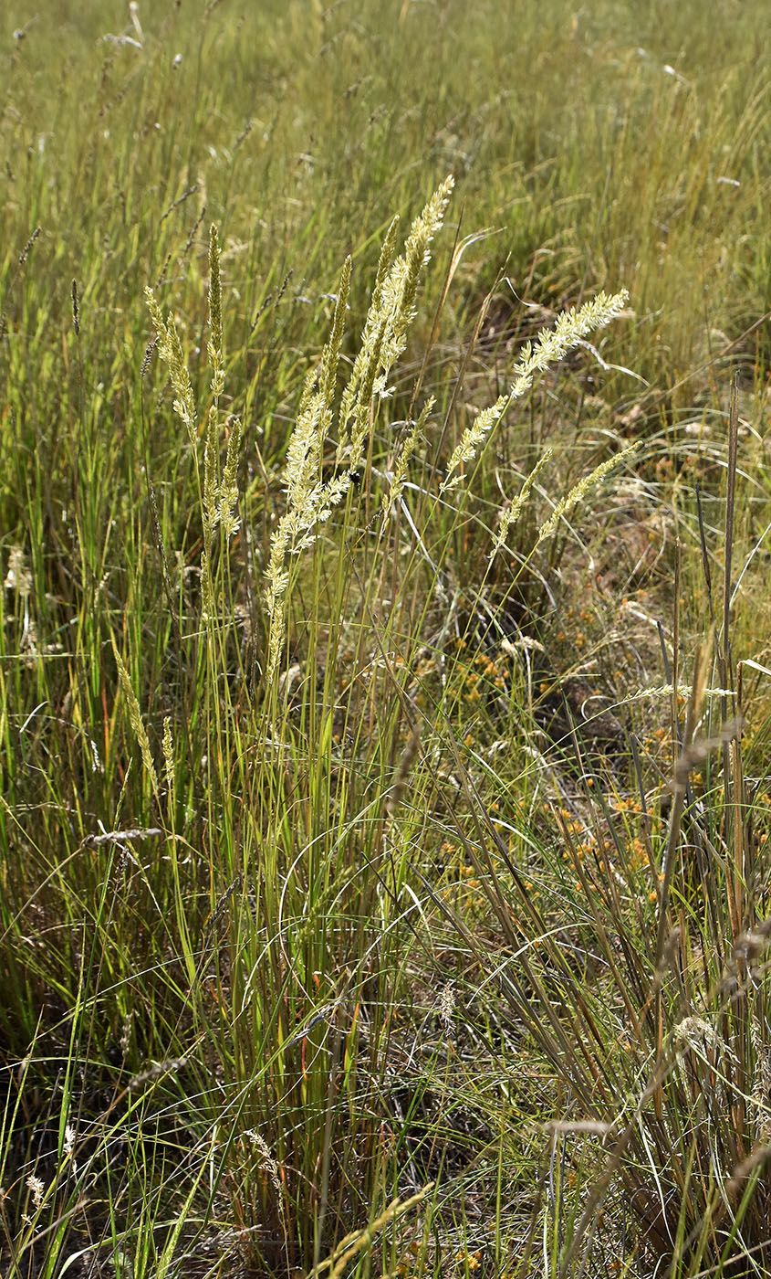 Image of genus Koeleria specimen.