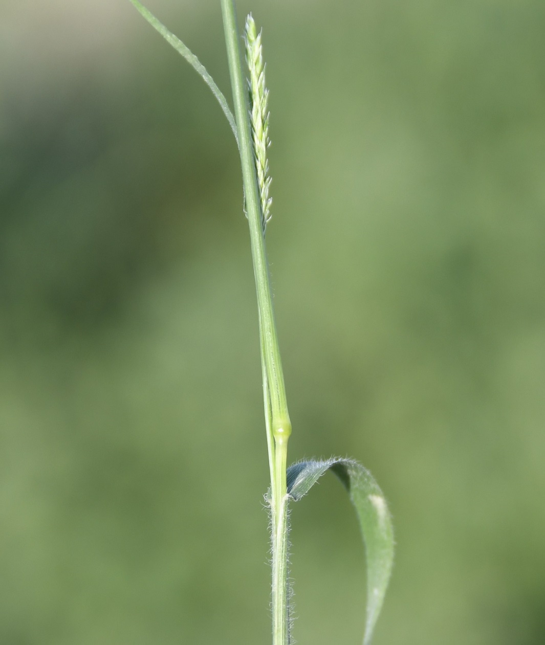 Image of Rostraria cristata specimen.