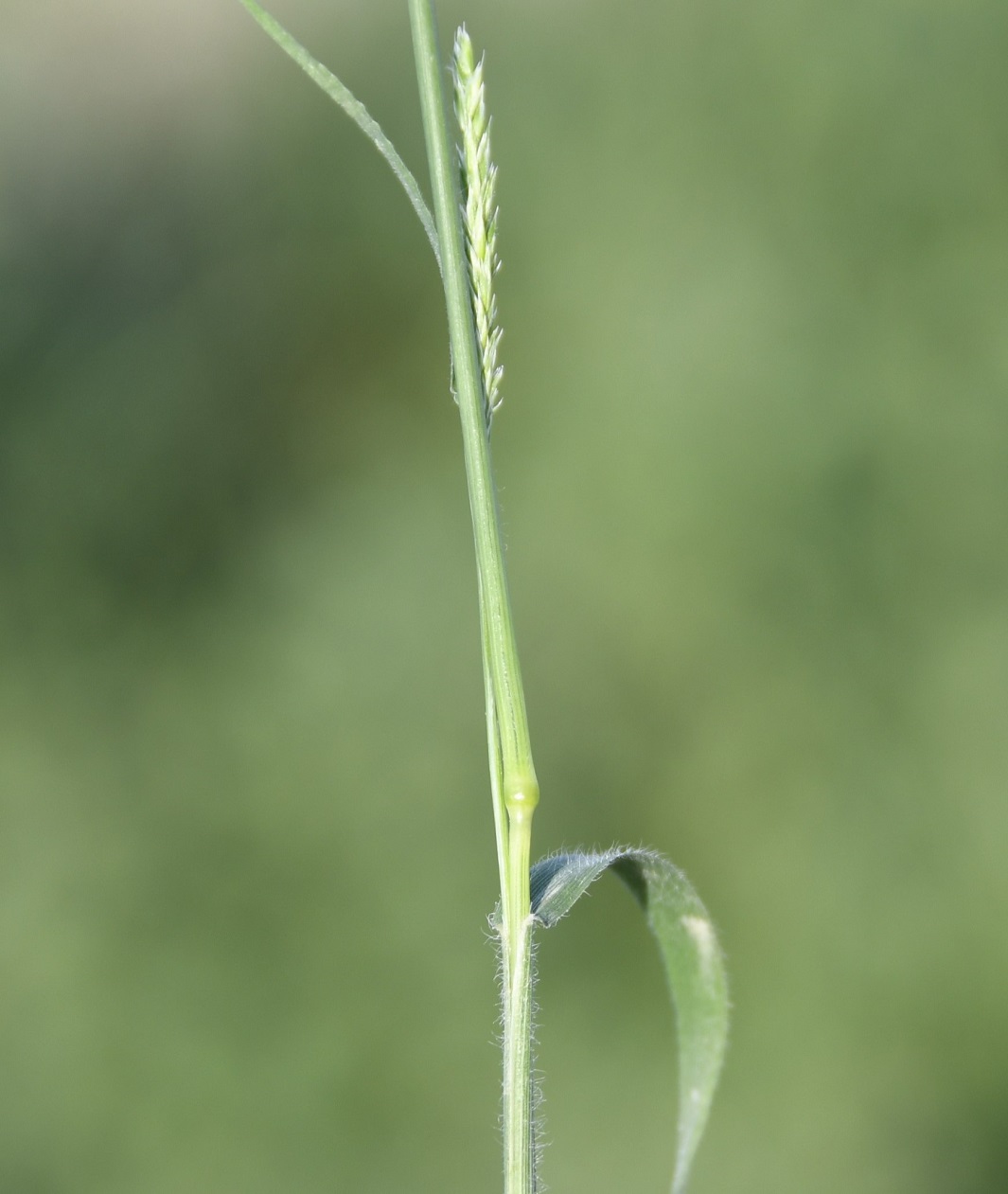 Изображение особи Rostraria cristata.