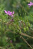 Erodium cicutarium. Соплодие и соцветие. Беларусь, Витебская обл., окр. пос. Езерище, посевы овса (Avena sativa). 27.07.2023.