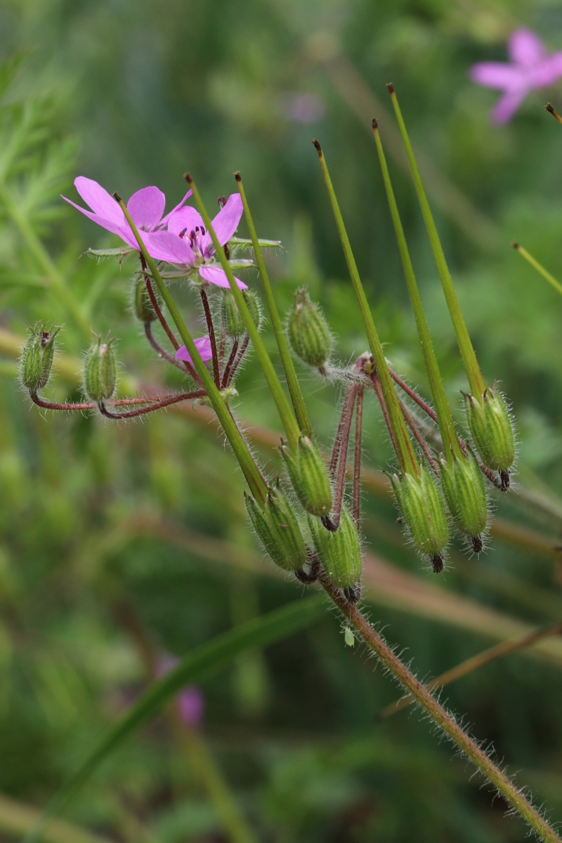 Изображение особи Erodium cicutarium.