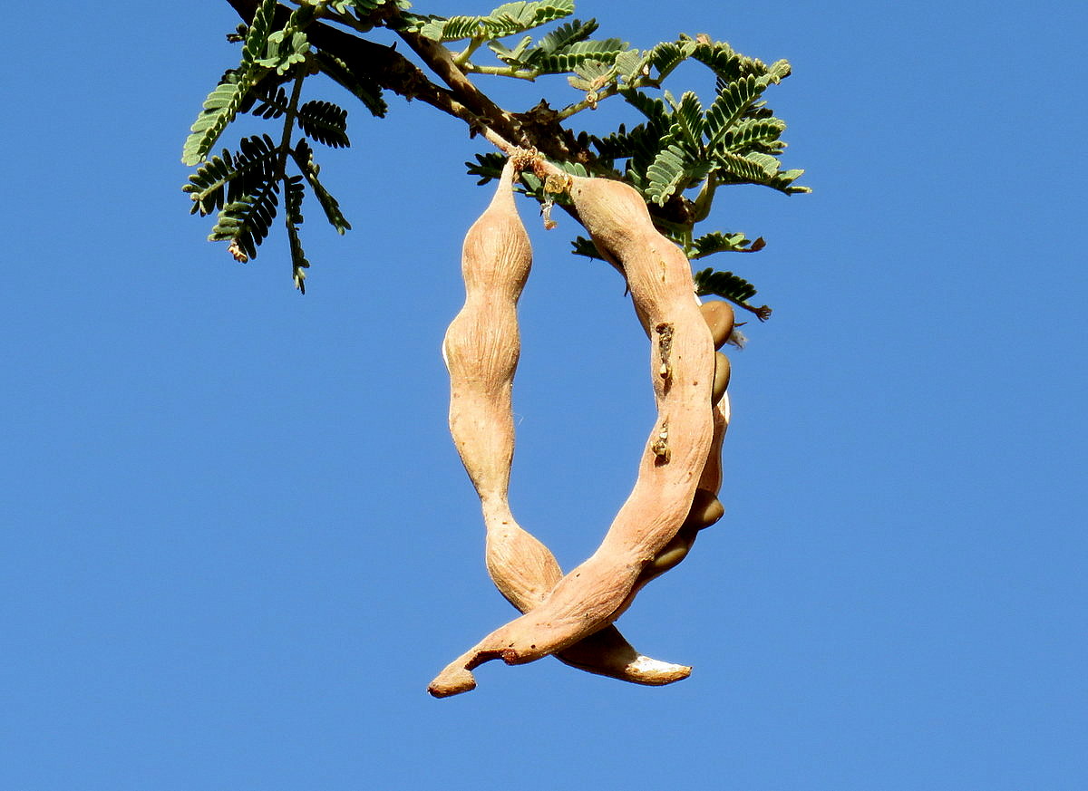 Image of Vachellia pachyceras specimen.