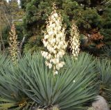 Yucca gloriosa