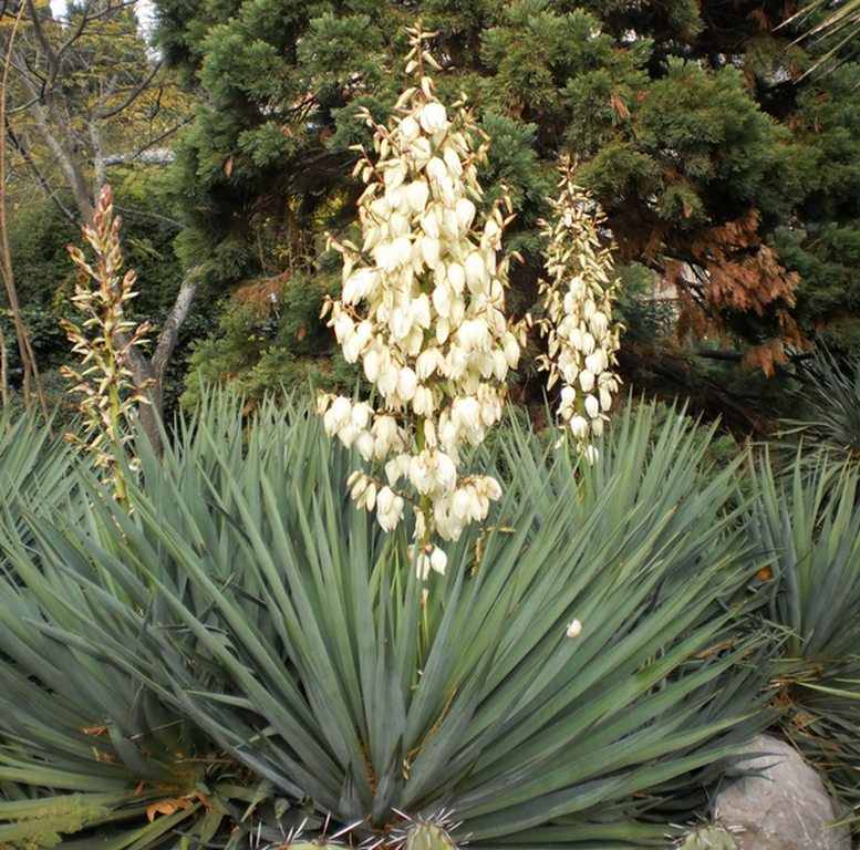 Image of Yucca gloriosa specimen.