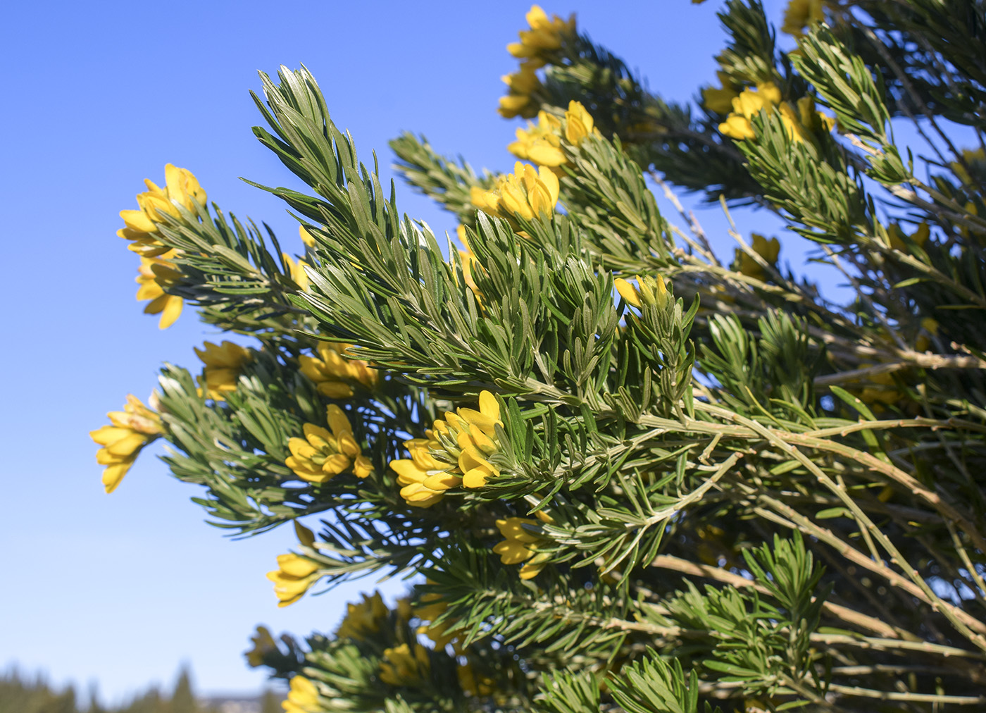 Image of Genista linifolia specimen.