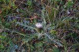 Cirsium rhizocephalum. Цветущее растение. Чечня, Шаройский р-н, пер. Цумандинский, луг. 24 августа 2023 г.