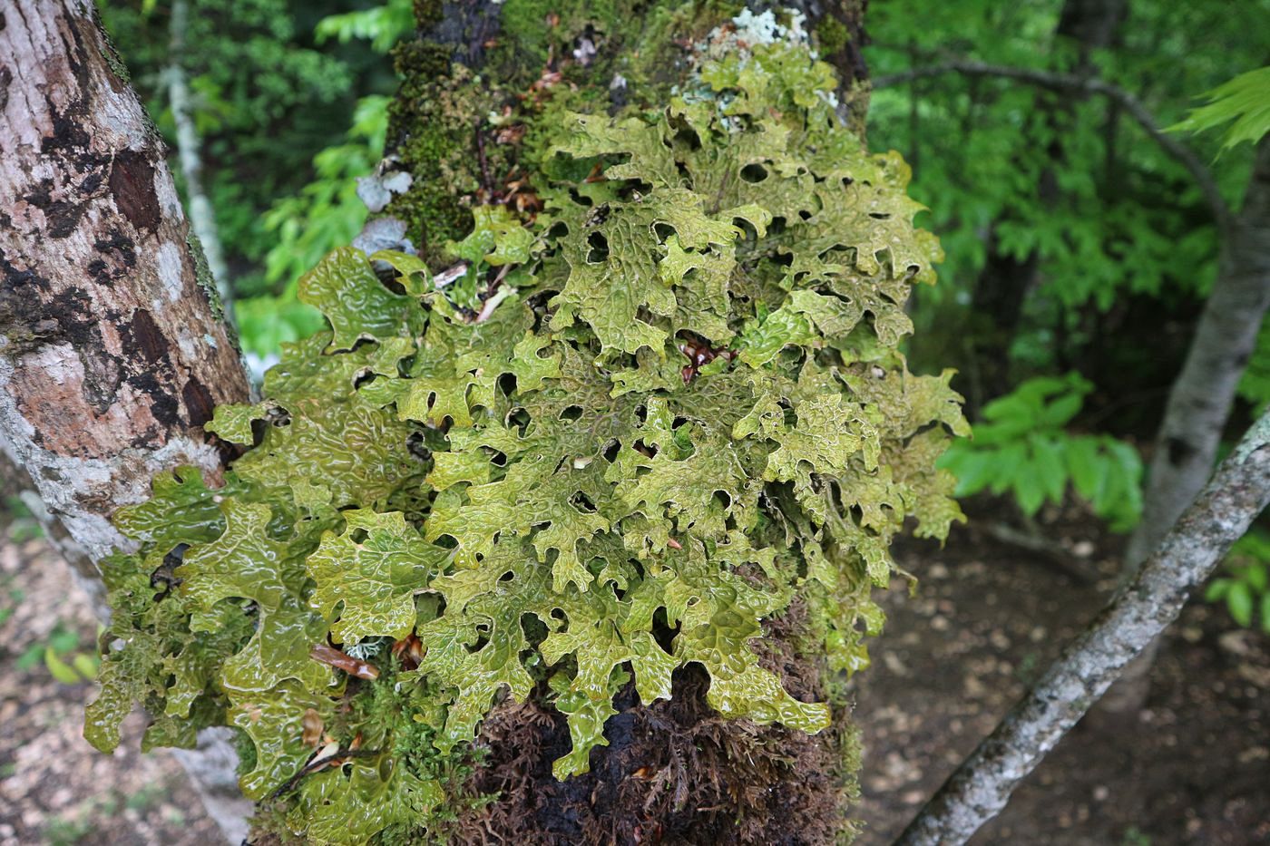 Изображение особи Lobaria pulmonaria.