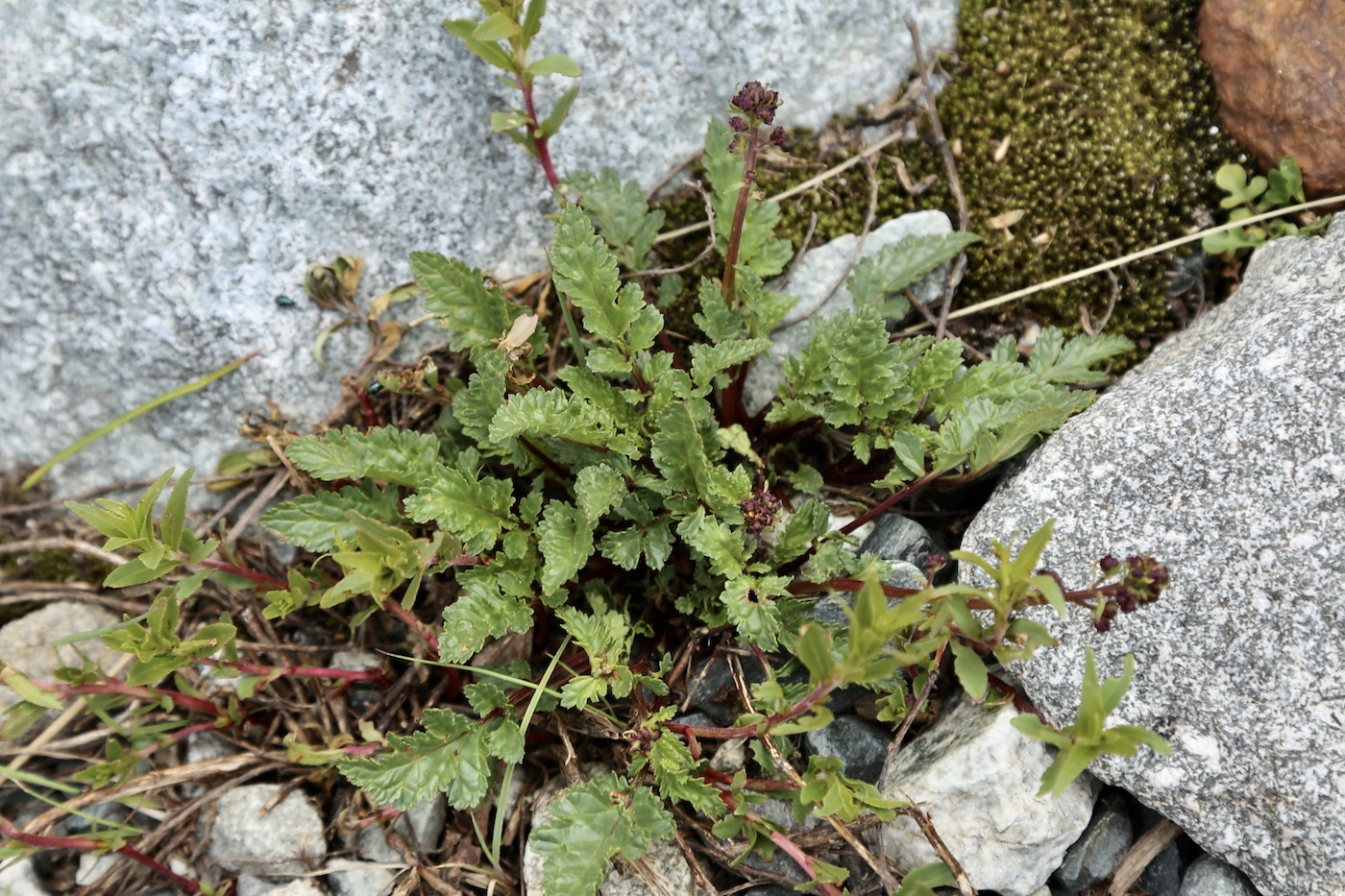 Image of Scrophularia olympica specimen.