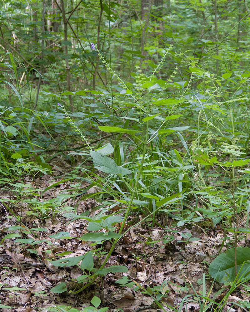 Image of Scutellaria altissima specimen.