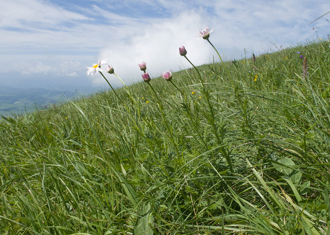 Изображение особи Pyrethrum coccineum.