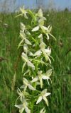 Platanthera bifolia. Верхушка соцветия. Смоленская обл., Смоленский р-н, окр. пос. Каспля. 27.06.2009.