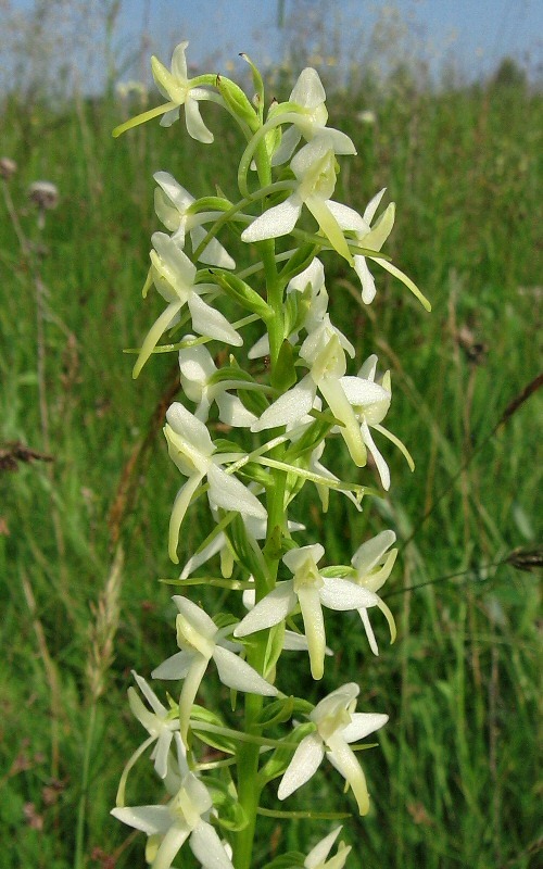 Изображение особи Platanthera bifolia.