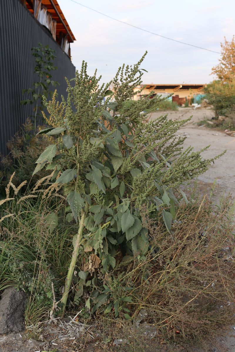 Изображение особи Cyclachaena xanthiifolia.