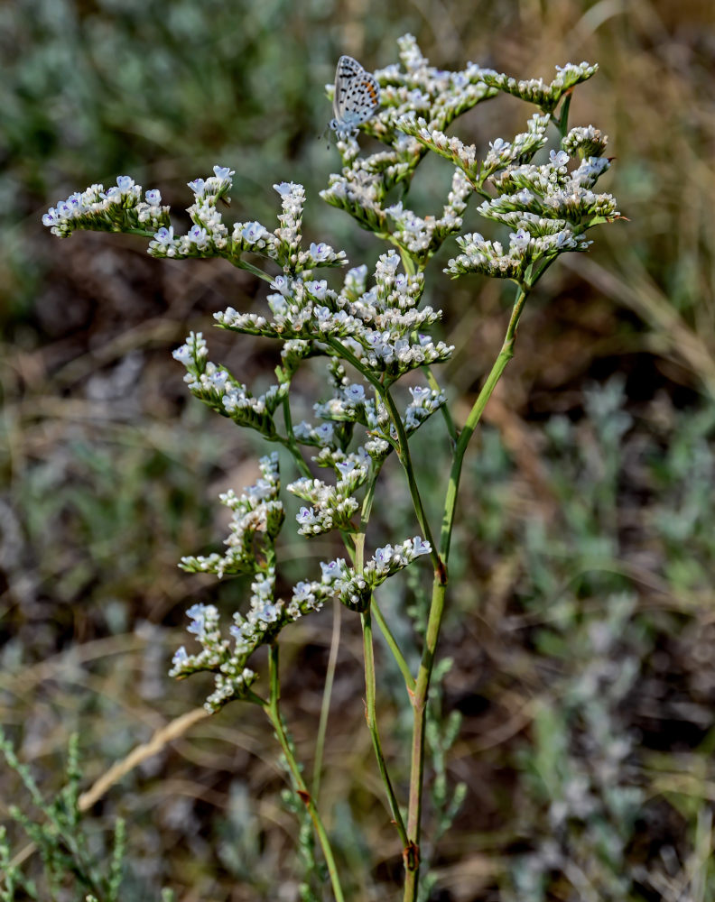 Image of Goniolimon elatum specimen.