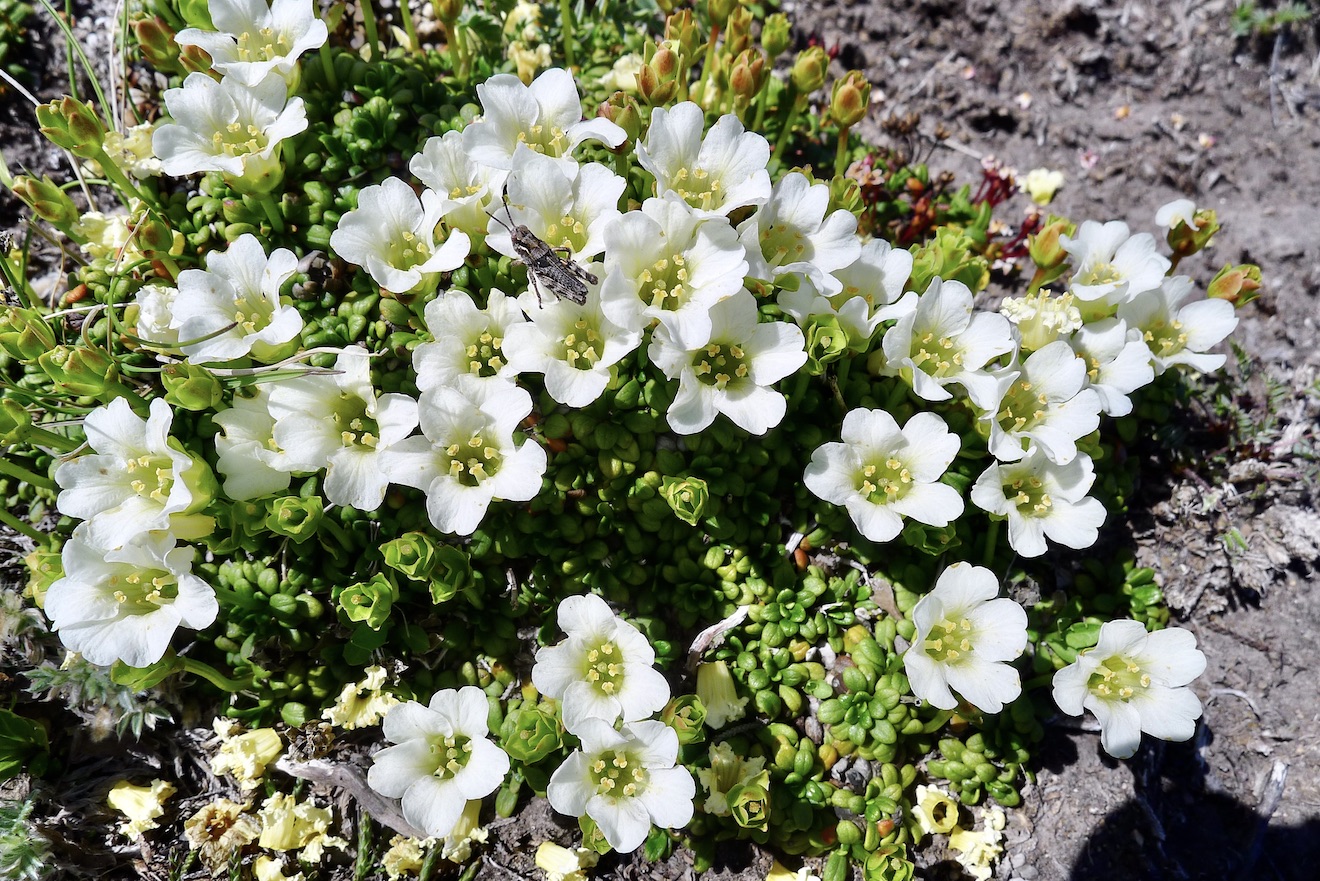 Image of Diapensia obovata specimen.