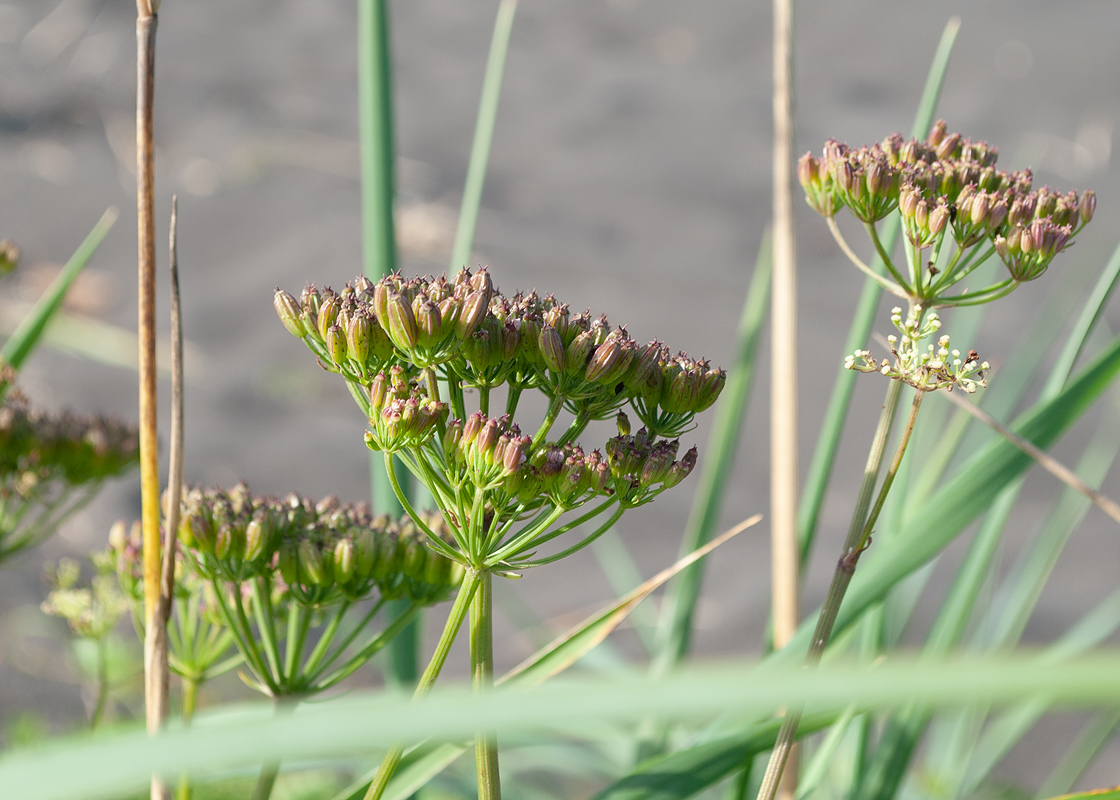 Изображение особи Ligusticum scoticum.