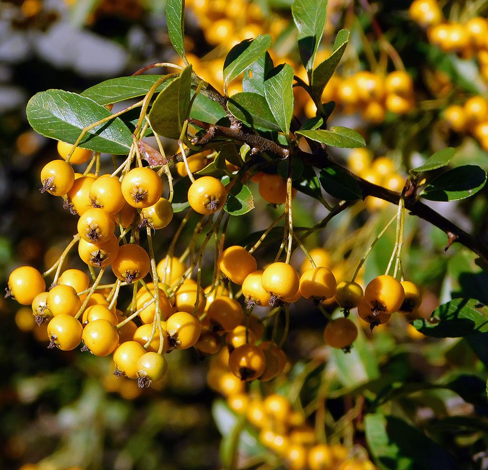 Изображение особи Pyracantha crenulata.