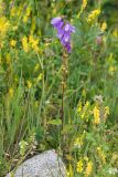 Campanula rapunculoides