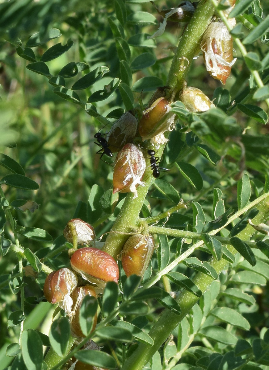 Изображение особи Astragalus turkestanus.