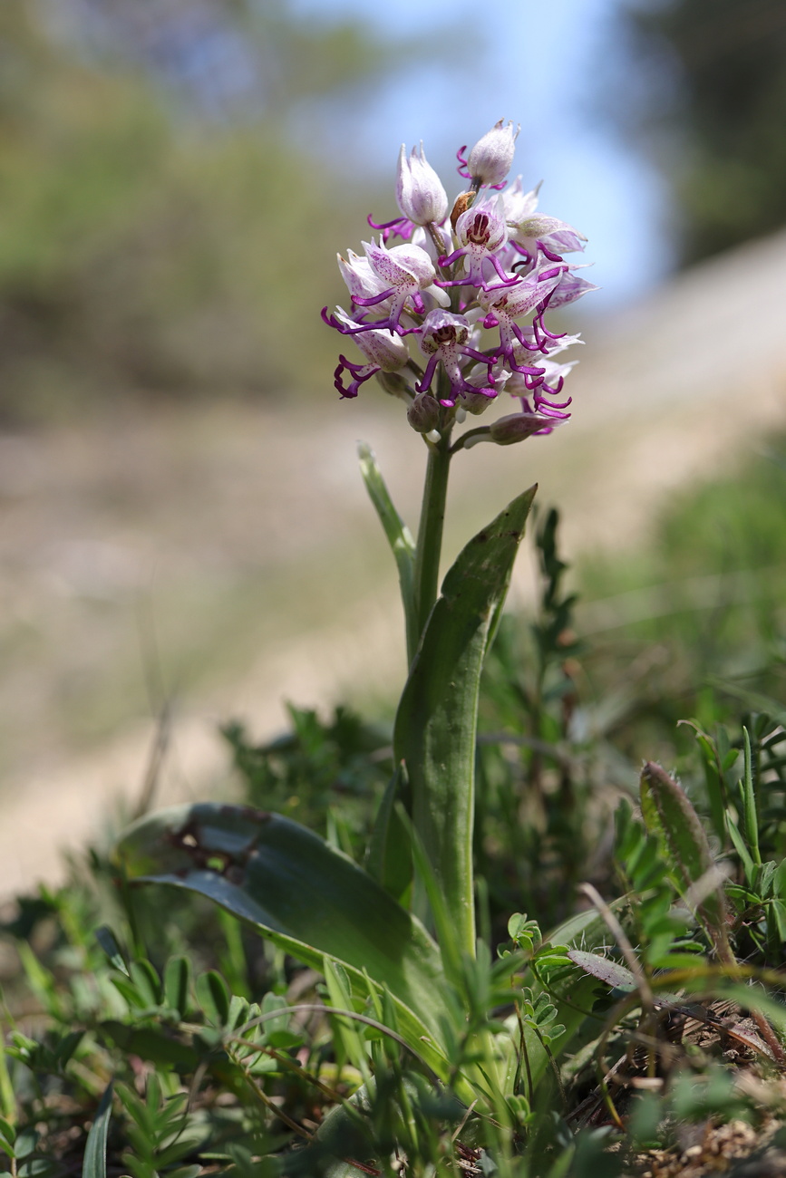 Image of Orchis simia specimen.