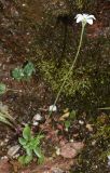 Parnassia laxmannii
