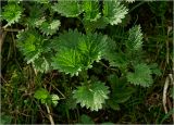 Urtica dioica. Верхушки молодых побегов. Московская обл., Раменский р-н, окр. дер. Хрипань, садовый участок. 22.04.2025.