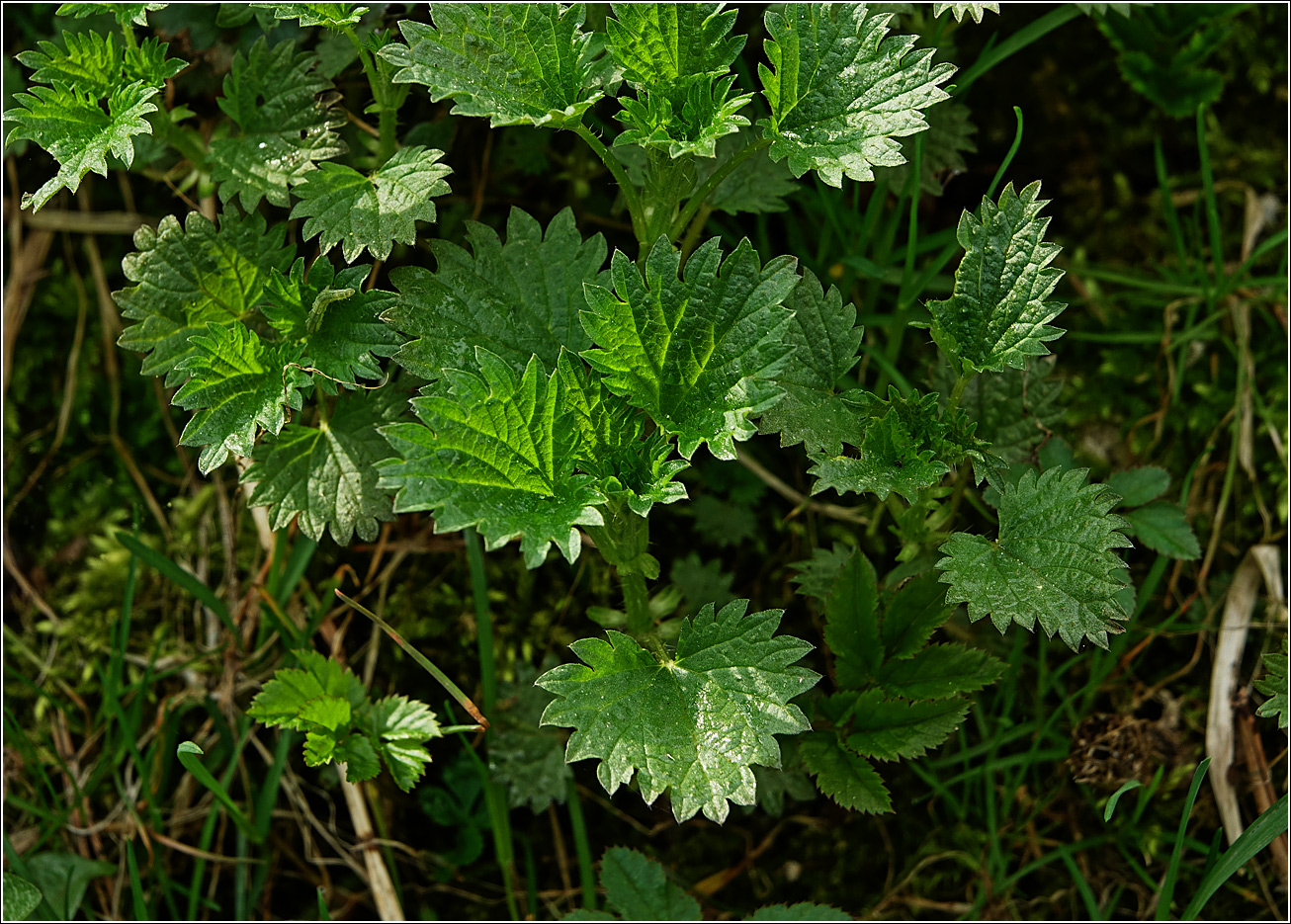 Image of Urtica urens specimen.
