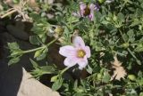 Fagonia mollis. Верхушка ветви с цветком и бутонами. Израиль, средняя часть склона к Мёртвому морю. 21.02.2011.