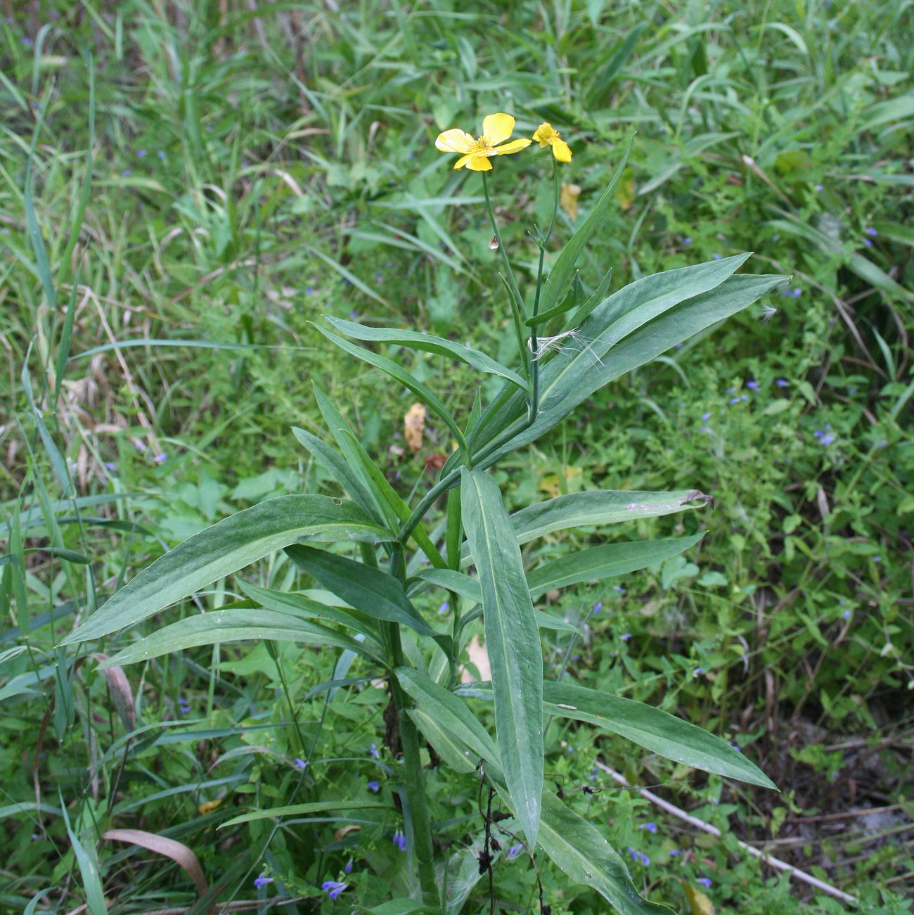 Image of Ranunculus lingua specimen.