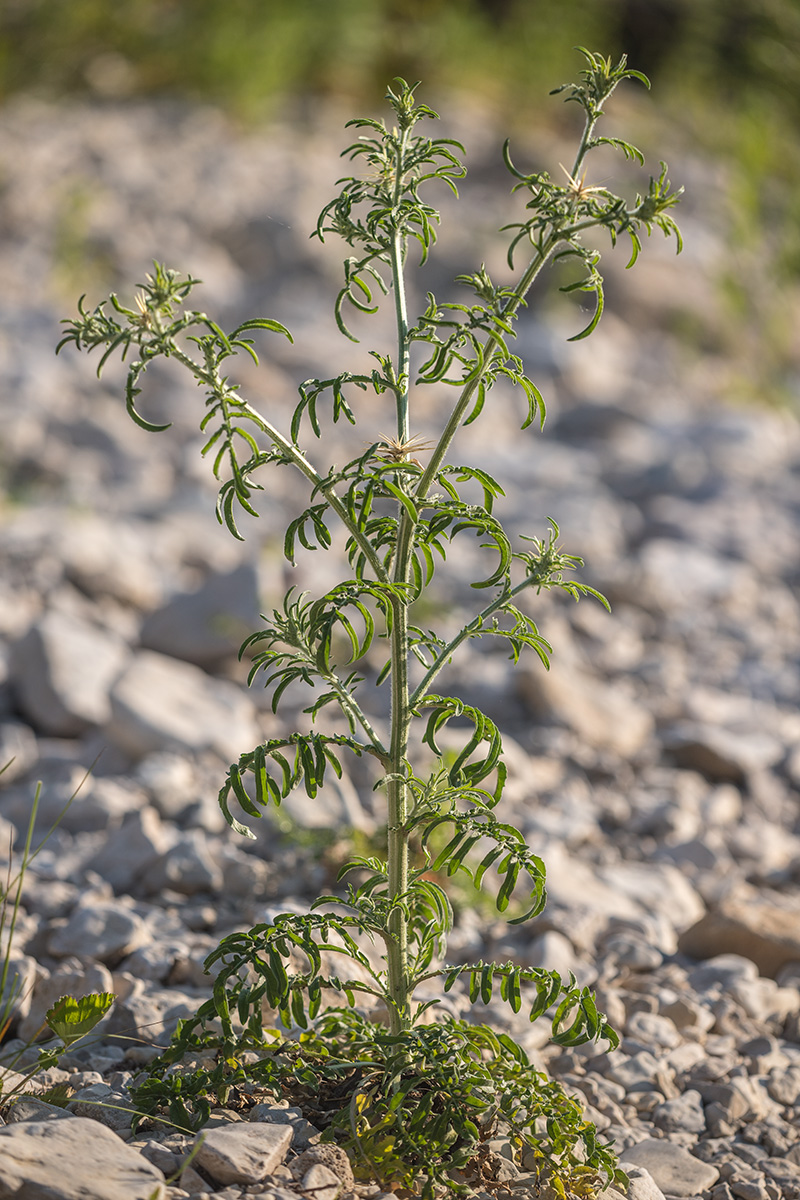 Image of Centaurea iberica specimen.