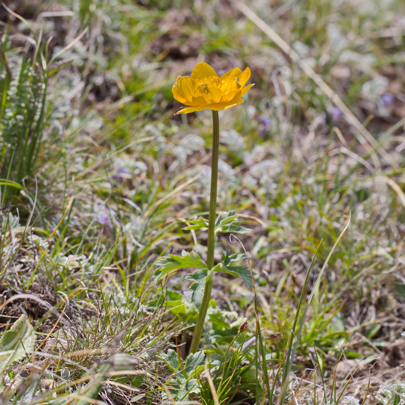 Изображение особи Trollius dschungaricus.