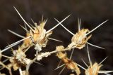 Centaurea belangeriana