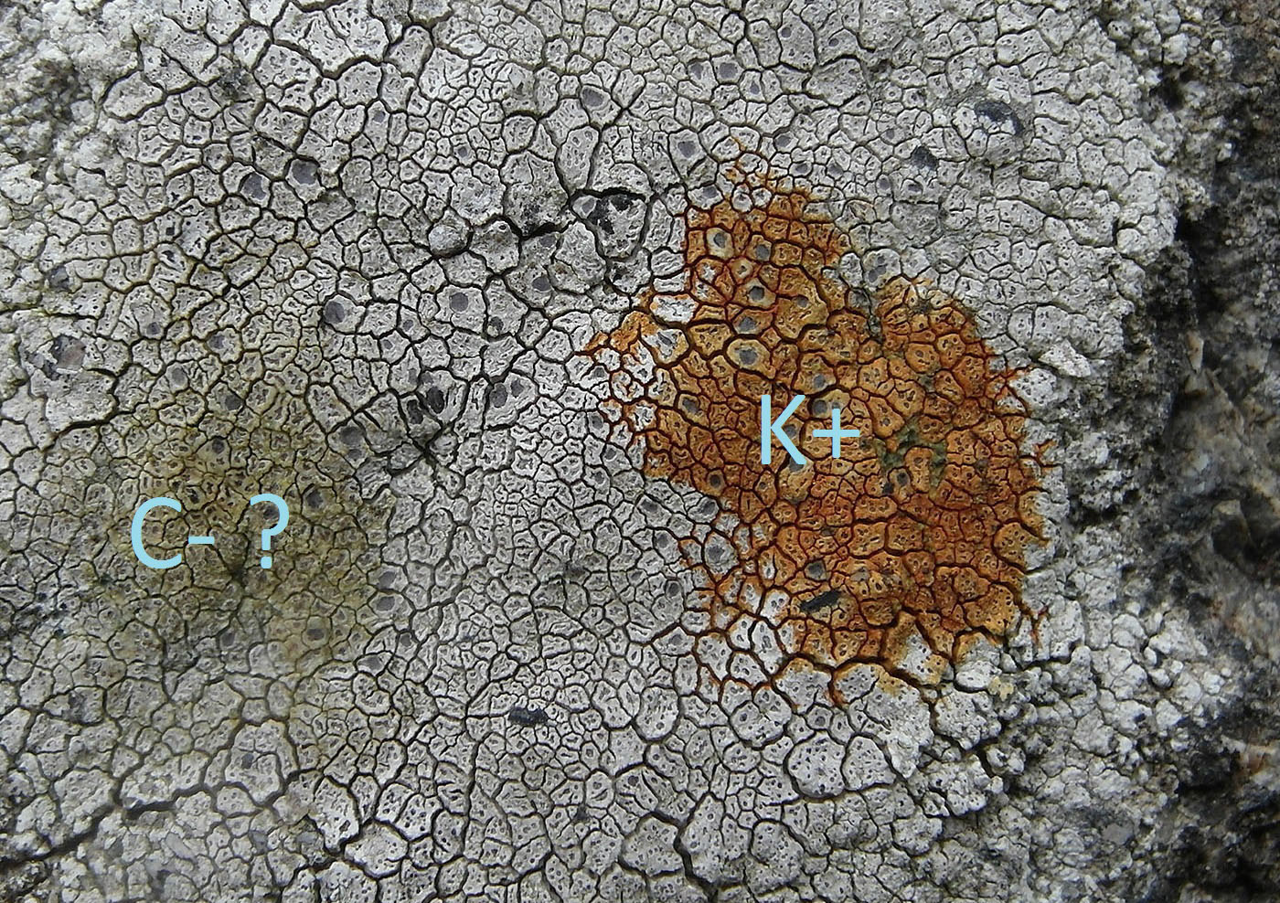 Image of Bellemerea alpina specimen.