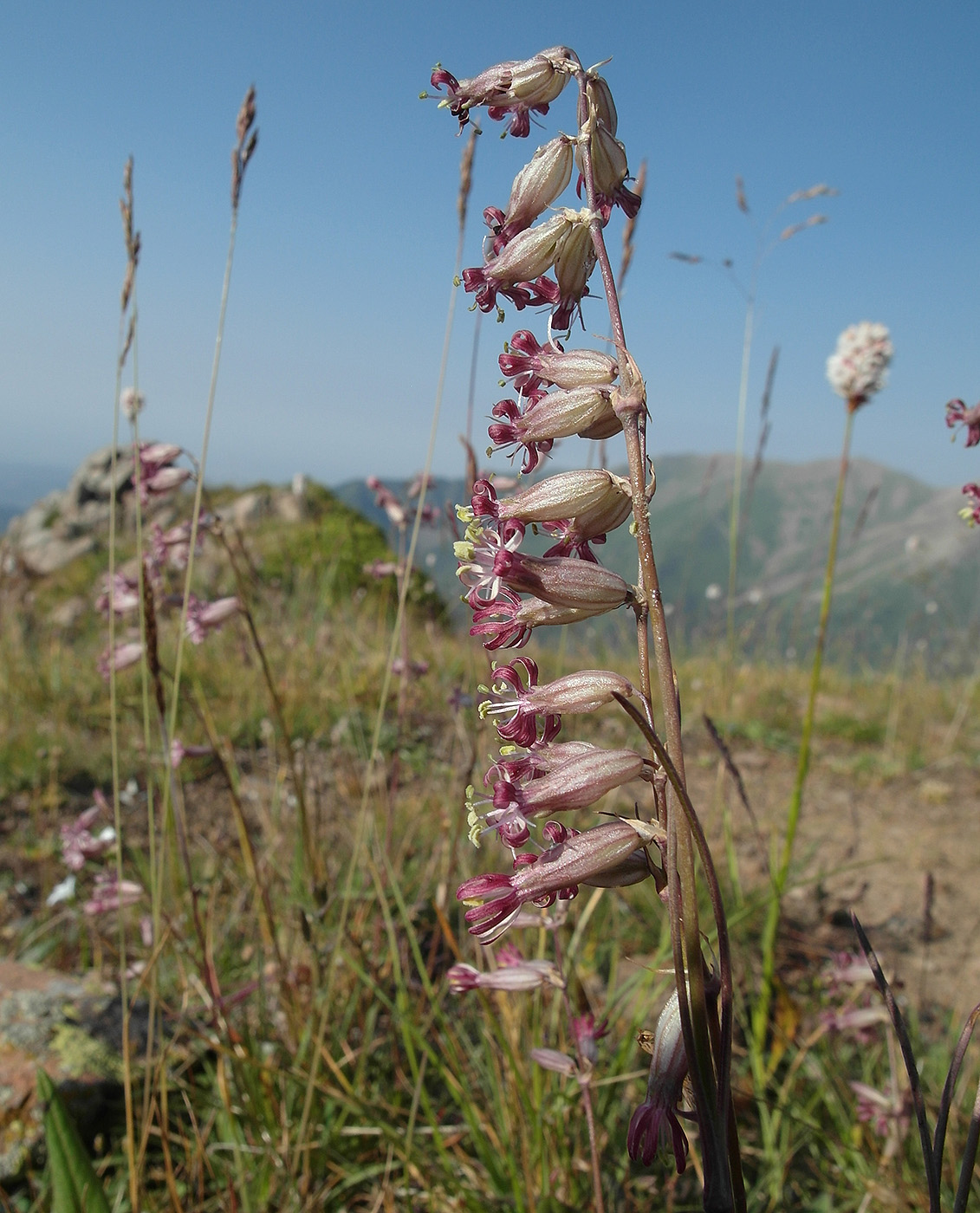 Изображение особи Silene graminifolia.