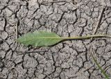 unknown species. Сорванный лист (вид на абаксиальную поверхность). Турция, ил Агры, окр. с. Демиртепе, выс. ок. 1520 м н.у.м., восточный берег оз. Шейхли, в воде. 20 мая 2025 г.