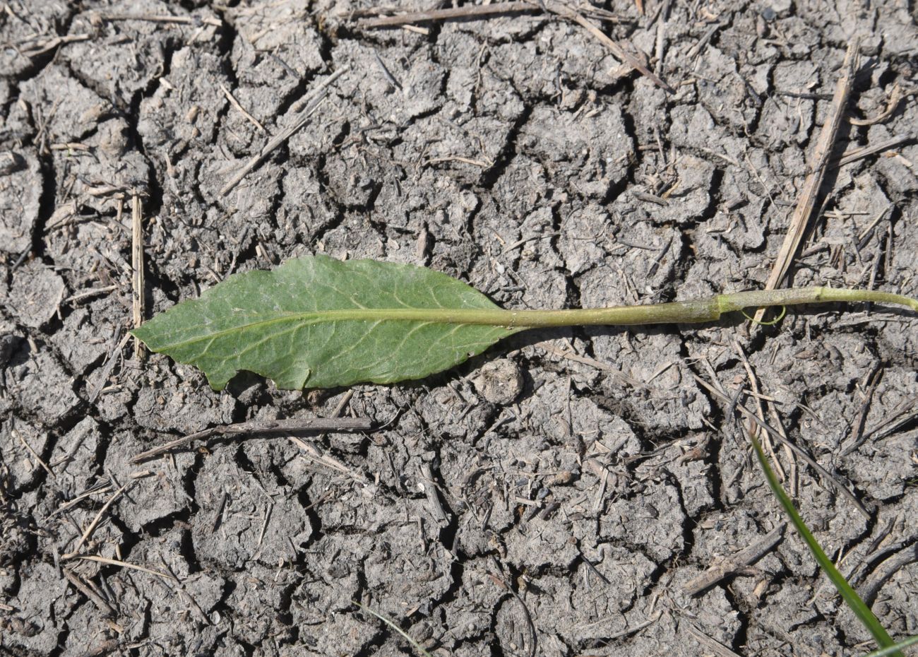 Image of Unknown species specimen.
