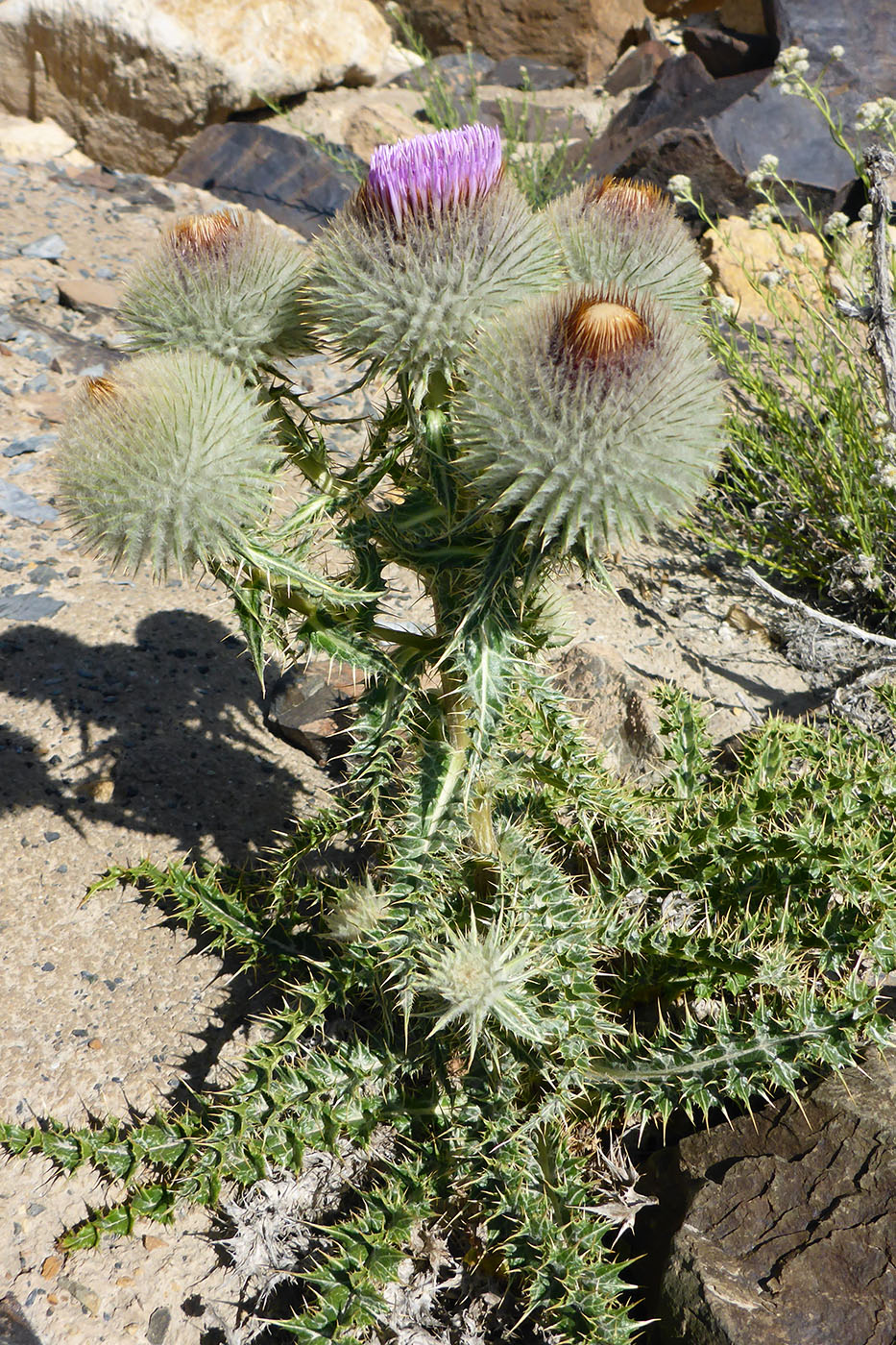 Image of Olgaea nivea specimen.