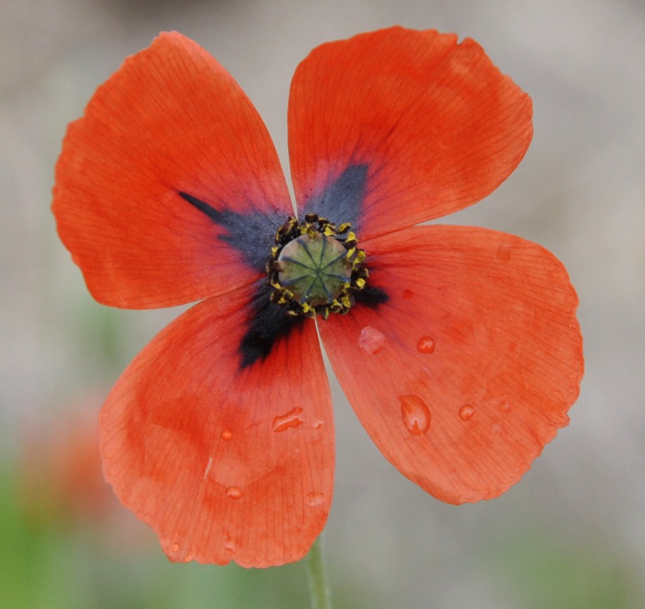 Image of Papaver lecoqii specimen.