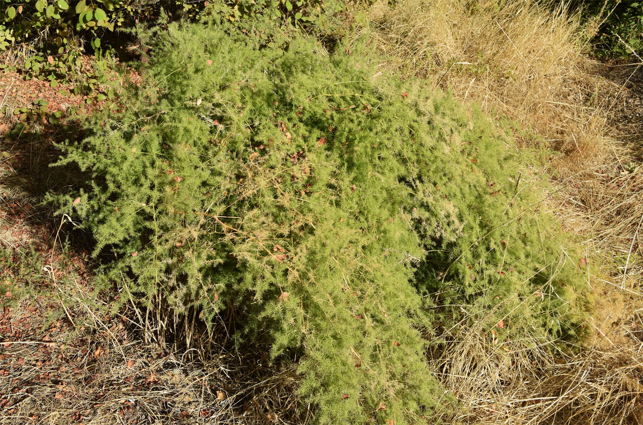 Изображение особи Asparagus brachyphyllus.