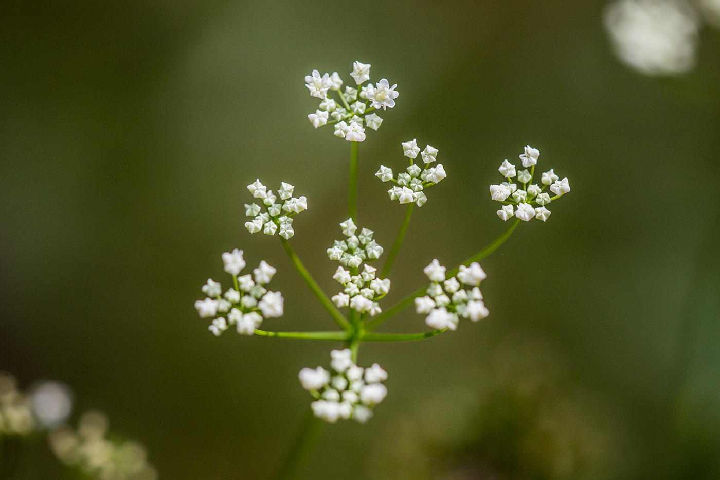 Изображение особи Pimpinella saxifraga.