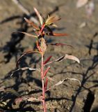 Ludwigia epilobioides. Верхушка побега с плодами. Приморский край, Уссурийский ГО, окр. ж.-д. пл. 9194 км, дол. р. Раздольная на левом берегу, пойма, илистые отложения. 22.09.2025.