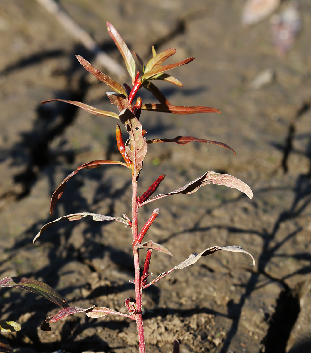 Изображение особи Ludwigia epilobioides.