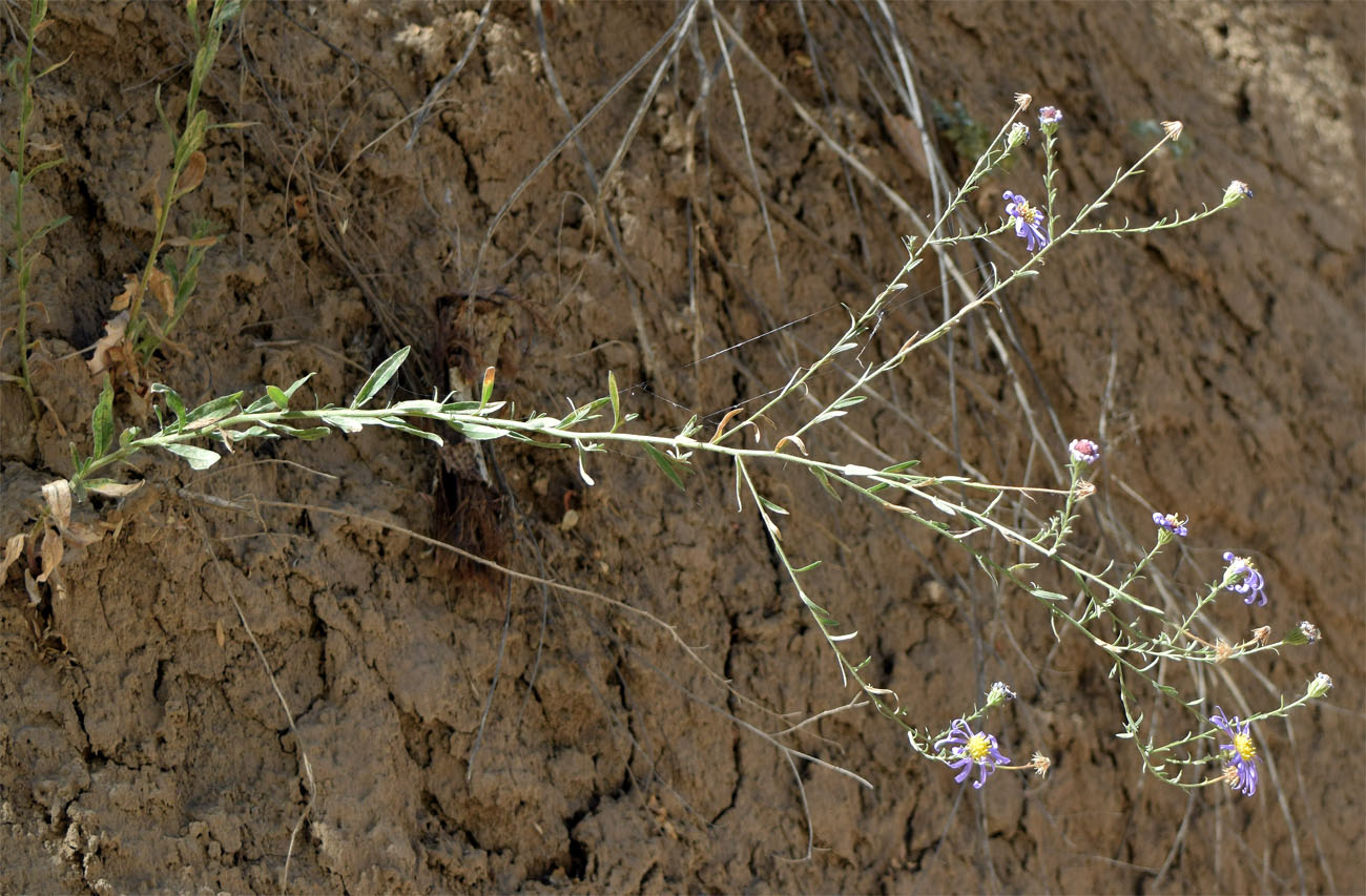 Image of Heteropappus canescens specimen.